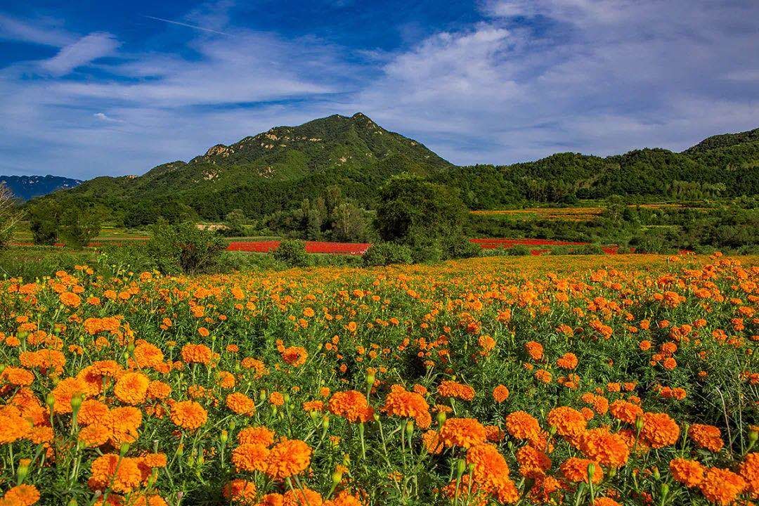 荷花|北京最美的季节里，北京号带您打卡秋日花海