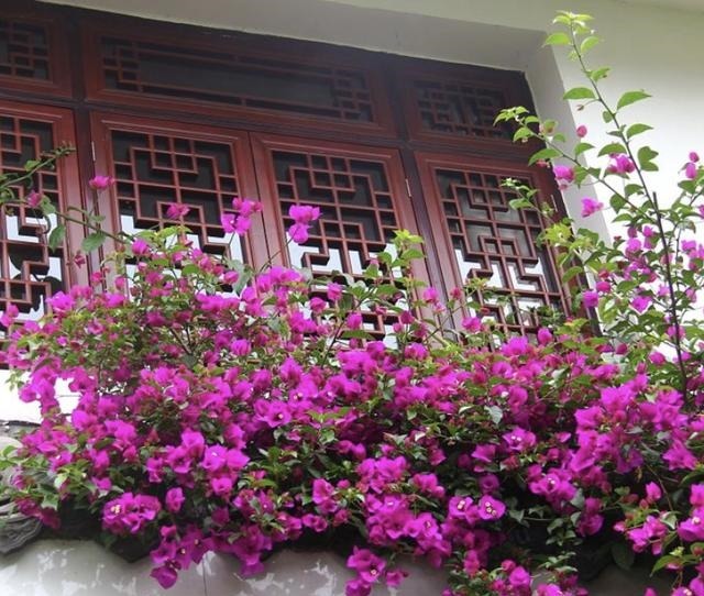 三角梅在花期“开花少”,将“4点”把握好,开花99朵,变花树!