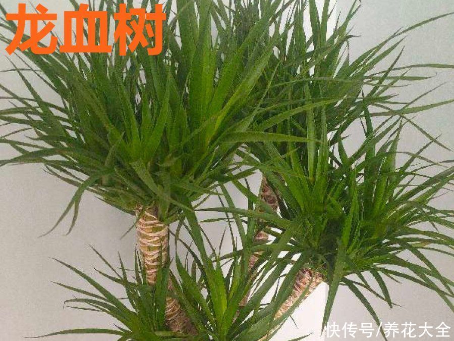  恩州养花者|门口种了富贵竹，长到3米高，路过的都站着看