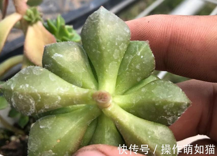 秋天来了,为了多肉的健康生长,快把你的多肉送上断头台吧