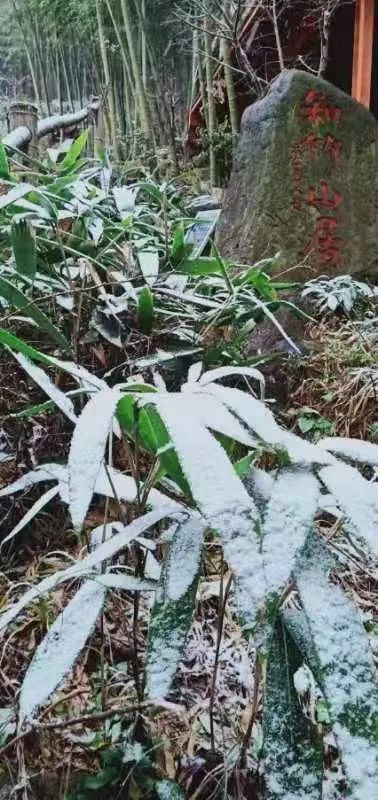 下雪|雪来了！浙江多地下雪啦