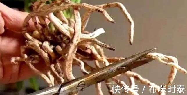 兰根|别再片面理解“冬不湿”,这三种情况,就是造成兰花空根的原因