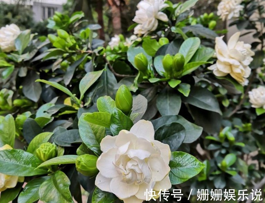 公认难养的4种花,之所以养不好,是因为你触碰了它们的“弱点”