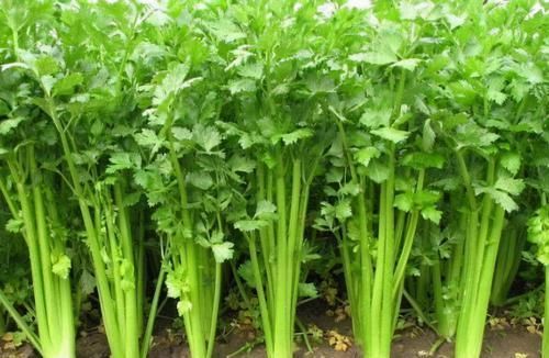 女性不想大肚子鼓鼓，常食以下食物，刮油清脂，瘦身纤体！