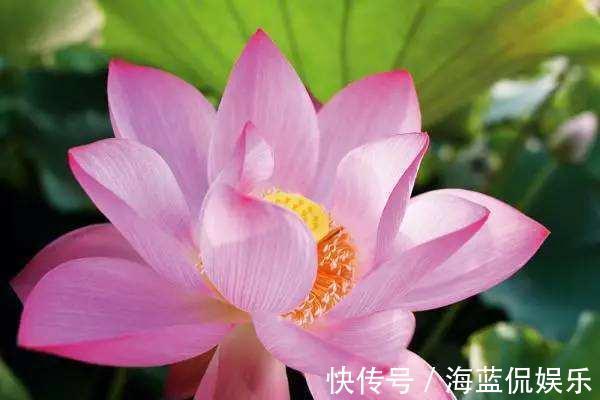 功夫|王阿姨找个大缸开始养藕，几天功夫长出叶片，放点小鱼观赏性强