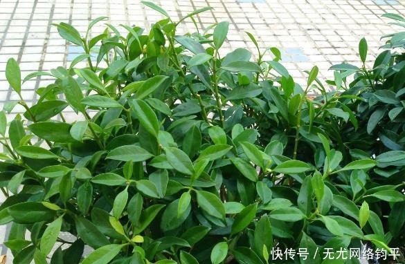 爆盆|“耐干旱”的3种花,即使40天不浇水,一样“爆盆”,生长快!