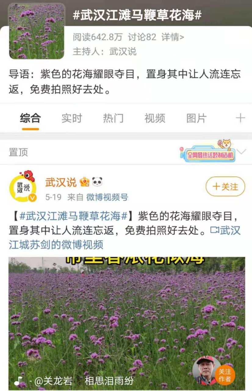 注意了！大片“网红”花海在青山江滩出没