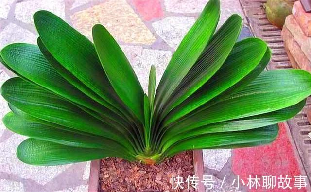 大叶君子兰，养护简单，开花能力强，做好这4点，叶子肥厚花朵大