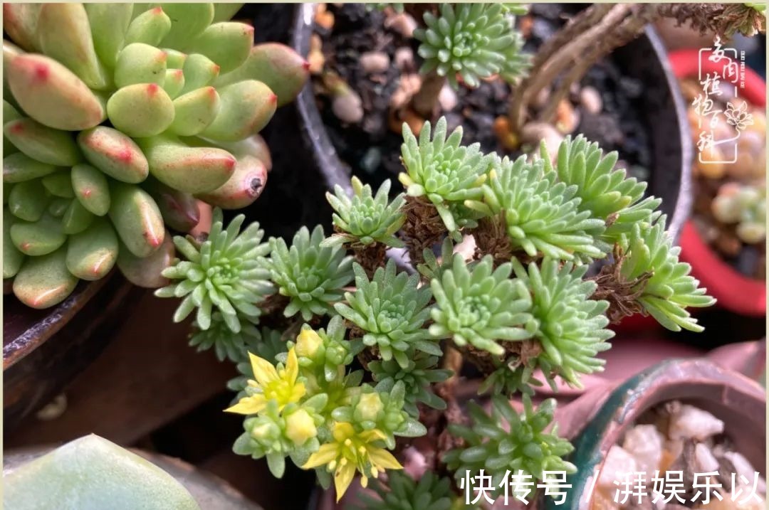 多肉|遇见即美，花事未荼蘼！种一桌子多肉，看花开花落！