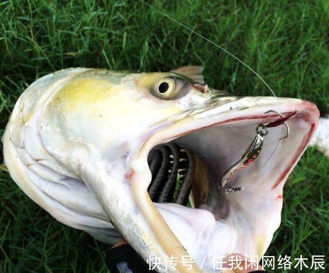 江苏小伙阳澄湖钓起40斤水老虎,拖到工地加餐,不放生为湖除害