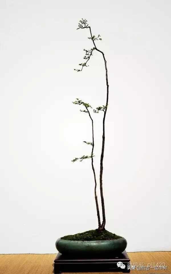 一粗一细|盆景双杆,一高一矮、一粗一细,苍龙教子之势