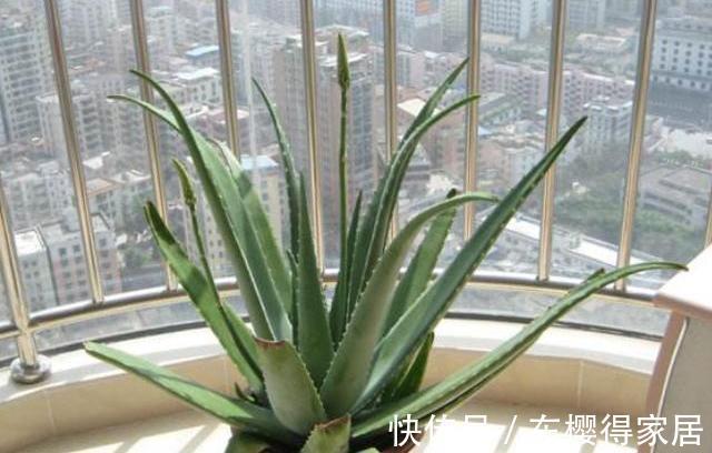 浇水|秋天养芦荟,4个小技巧,花箭一米高,冒芽20多,又壮又肥