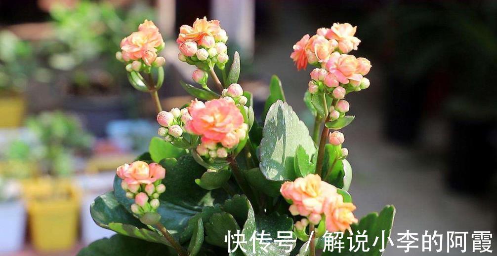吉祥|不怕冷的5种花,冬天冻一冻,开花更好看,大气好养又吉祥