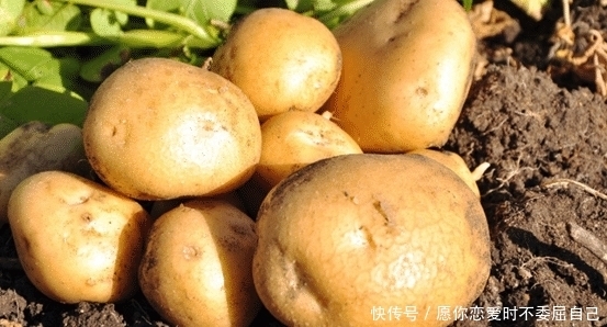 家里面买多了土豆长芽了,扔掉实在可惜,不妨试试这几个妙用