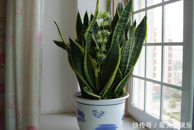 休眠|别再乱浇水了,这些植物,浇水越勤,死得越快!