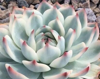 多肉吉娃娃不服盆，不出锦，株形似松散似白菜，怎么养护