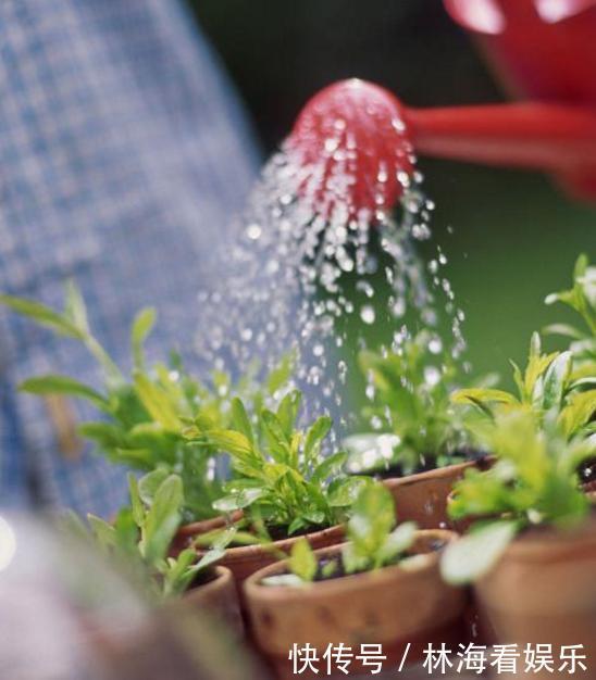 肥料|淘米水、羊粪水都不如2种肥,啥花都通用,养啥花爆啥花