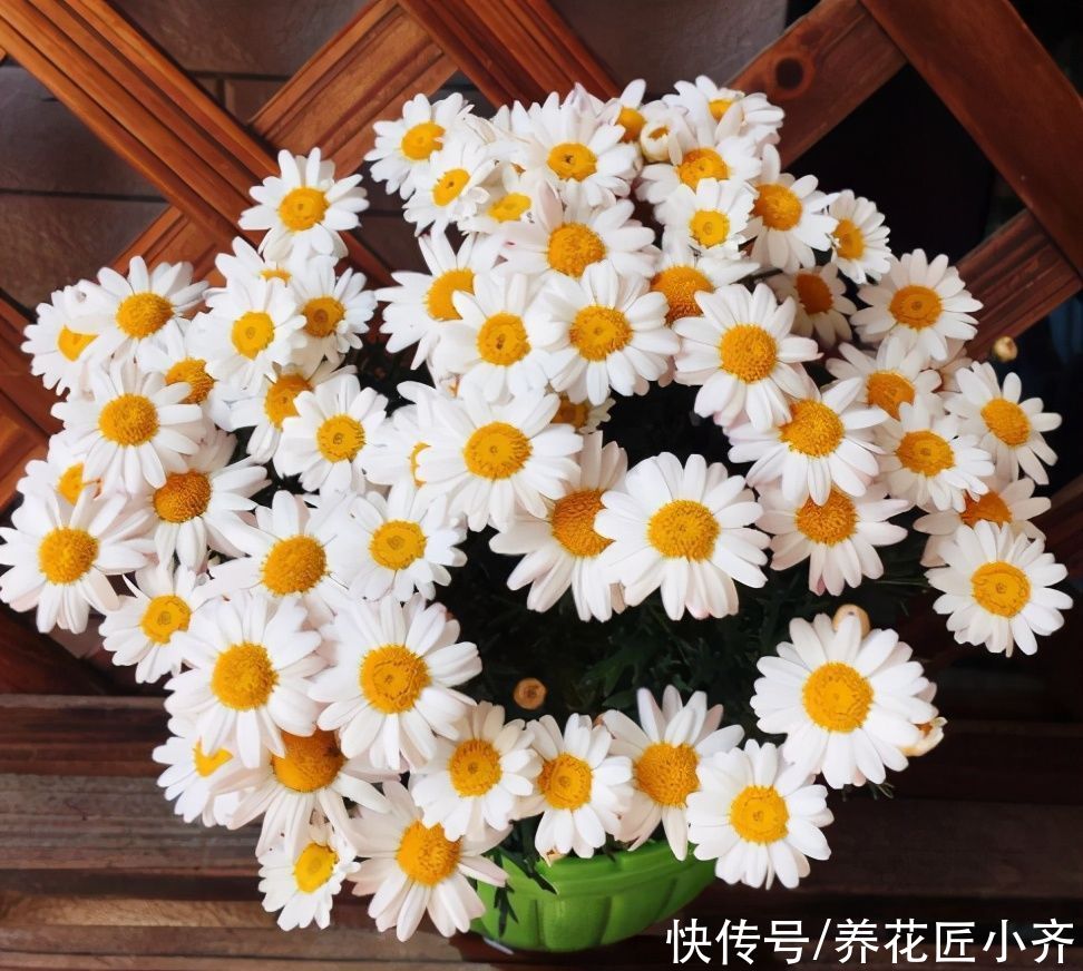 矮牵牛、玛格丽特想要开花爆盆，不仅要打顶，还要做足2点才行