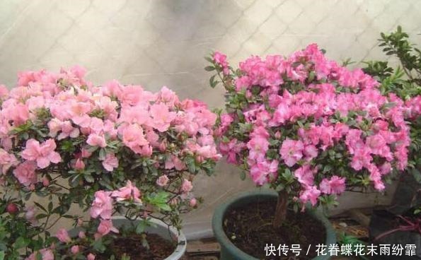 养殖杜鹃花该怎么浇水掌握5个要点,枝叶长得旺、盆栽易开花