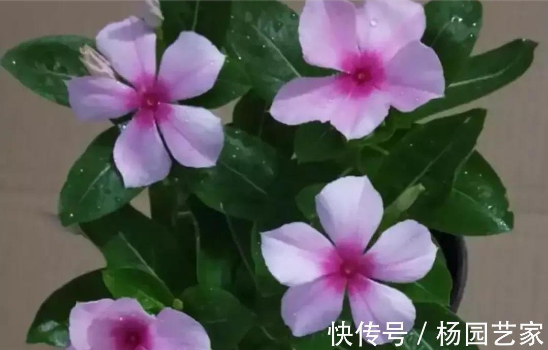 丽格海棠|哇塞，4种盆栽花太好养了吧，简单养护开花300天