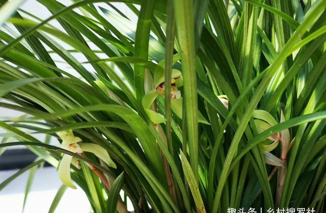 兰叶|这样养兰花,不用施肥不必喷药,兰苗肥壮花苞多