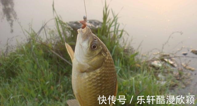 冬季钓鲫鱼的窝料好不好你说了不算,鱼说了才算,这种窝料很招鱼