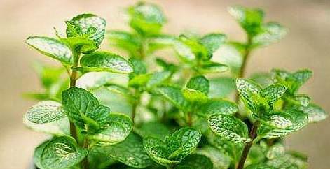 薄荷扦插,避开“此季节”,怎么扦插怎么活,3天就生根,太简单