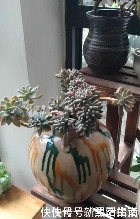 老桩|邻居养了3年多肉,个个长成“悬崖老桩”,到底咋养的!