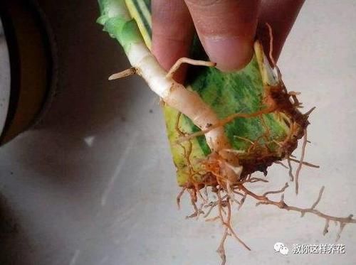 发财树君子兰烂根，可别扔了，1个小招就能救活！