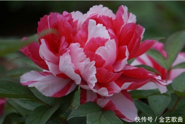 喜欢养花,不如试试这些花,花香四溢,开出的花又大又艳