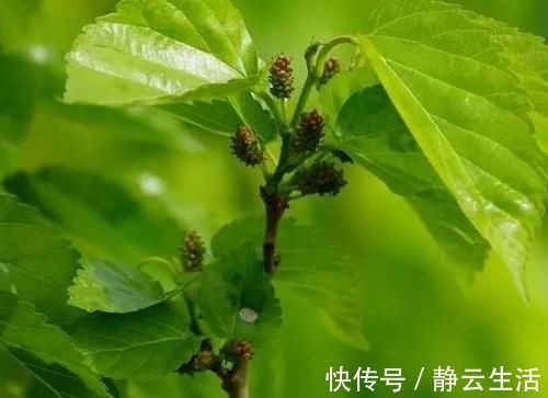 长寿|想长寿要会吃，多吃几种食物，美容养颜，延缓衰老，越来越年轻