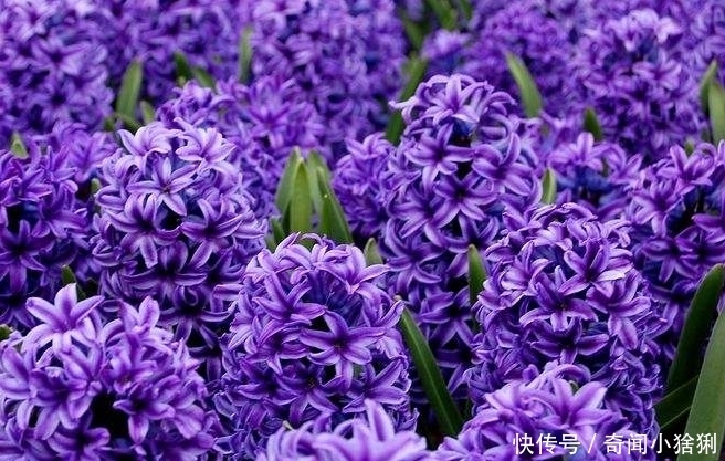 少见|世界上最美的5种花,有1种极其少见,每一种都美到窒息