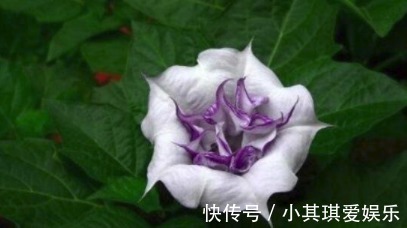 蒙汗药|古代绿林蒙汗药,闻后长睡不起(曼陀罗花制成的迷情药)