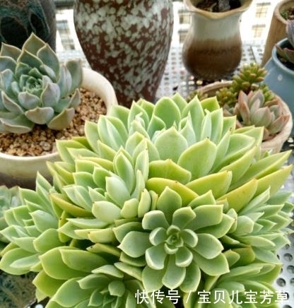 用了这3料，多肉入秋一个多月，被养成小胖子