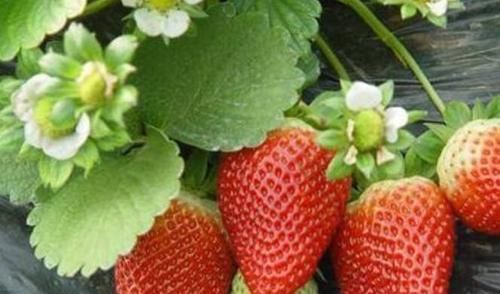 好食物吃出好身體，常吃幾類食物，延緩衰老，改善便秘，越吃越美