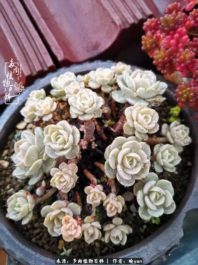 养多肉近四年,一路的走来,阳光总在风雨后!