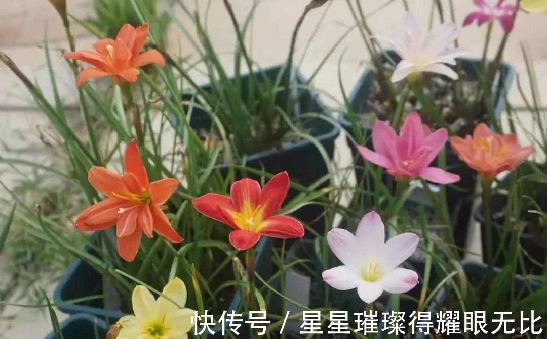 阳台养风雨兰,新人该怎么打理?想要多开花,就该抓住这6点