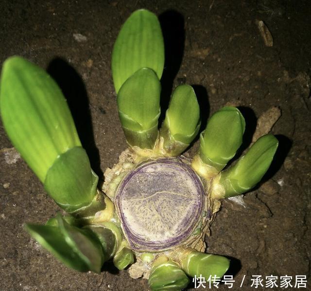 李大姐养君子兰,开春切一刀,养60天,冒出9个芽,要爆盆了