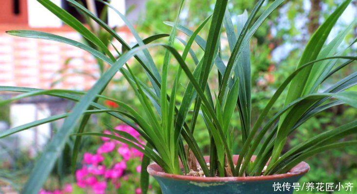 兰苗|盛夏养兰花，做好“三要、三不要”，兰苗叶片油绿，植株硬挺