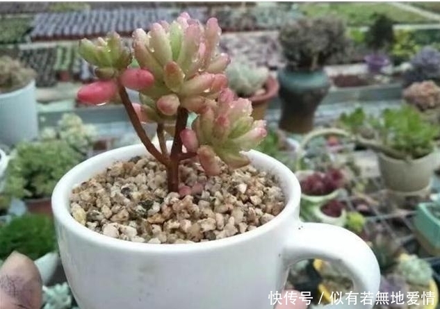 肉友|养多肉用多大盆的合适?难怪我家多肉总不爆盆