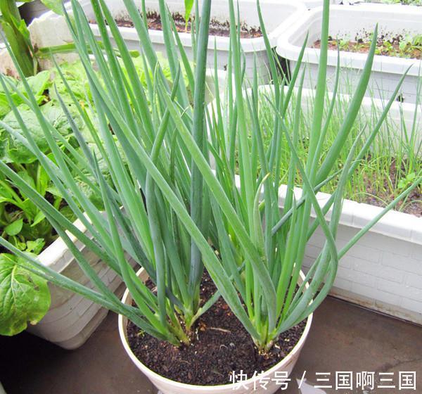 4种“小菜根”，吃完不要扔，埋在花盆里，半个月又长出新蔬菜