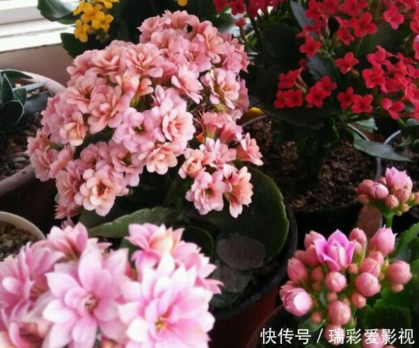 温度|不愿长寿花冬天黄叶、花刚开就掉落,浇水切记遵循这3规则