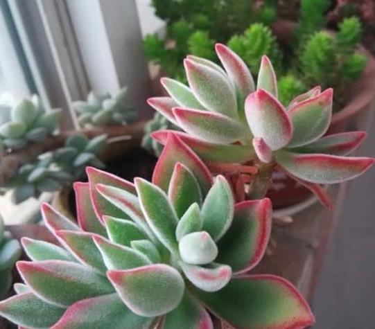 基质|多肉植物锦晃星的种植技巧教你养的更好看