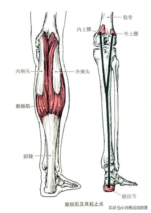 了解自己身上的肌肉分布 这版高清肌肉解剖图解建议收藏 快资讯