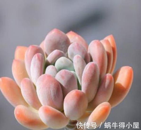 多肉桃蛋和桃美人，颜值高易爆盆，新手怎么挑？看看老花匠怎么说