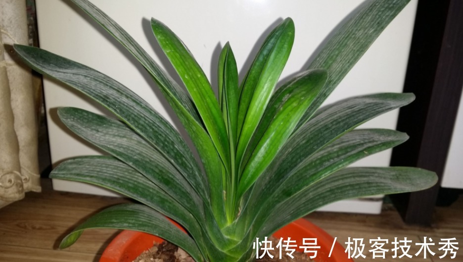 君子兰“夹箭”开花难看，该怎么办？从这些地方下手“抢救”吧