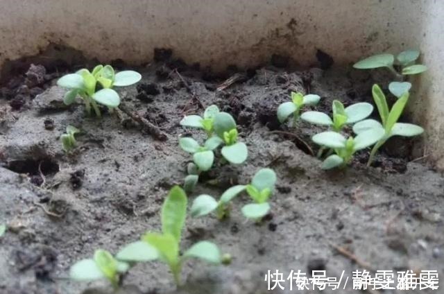 养花|养花就养1盆它，种子撒盆里，1周发芽，开花多，从春开到秋！