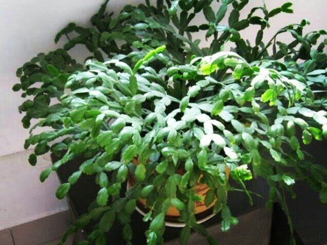 保留|蟹爪兰新长出来的叶片,保留还是揪掉,你是怎样做的?