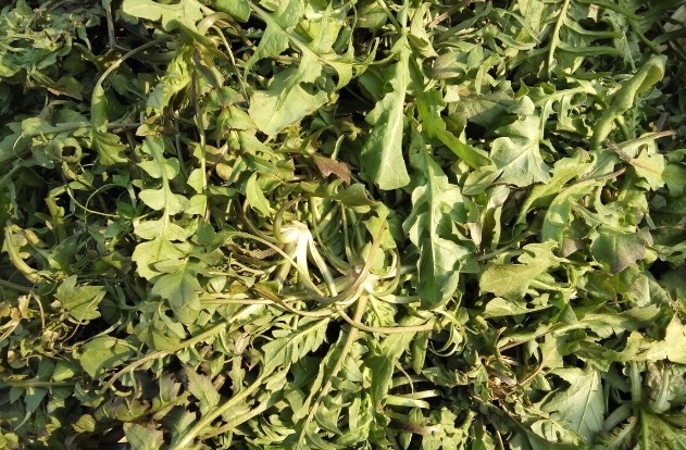 马齿苋|开春挖野菜,送你“野菜大图鉴”,教你轻松识别20种野菜