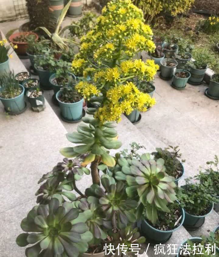 养好多肉法师,记住这2招,长成漂亮茁壮的“手捧花”